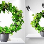 How To Decorate Money Plant
